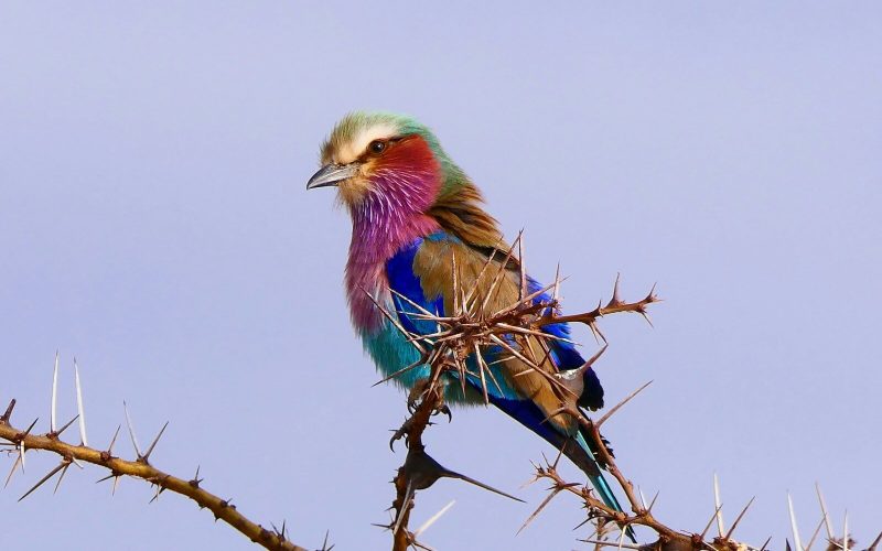 Birding in Tanzania