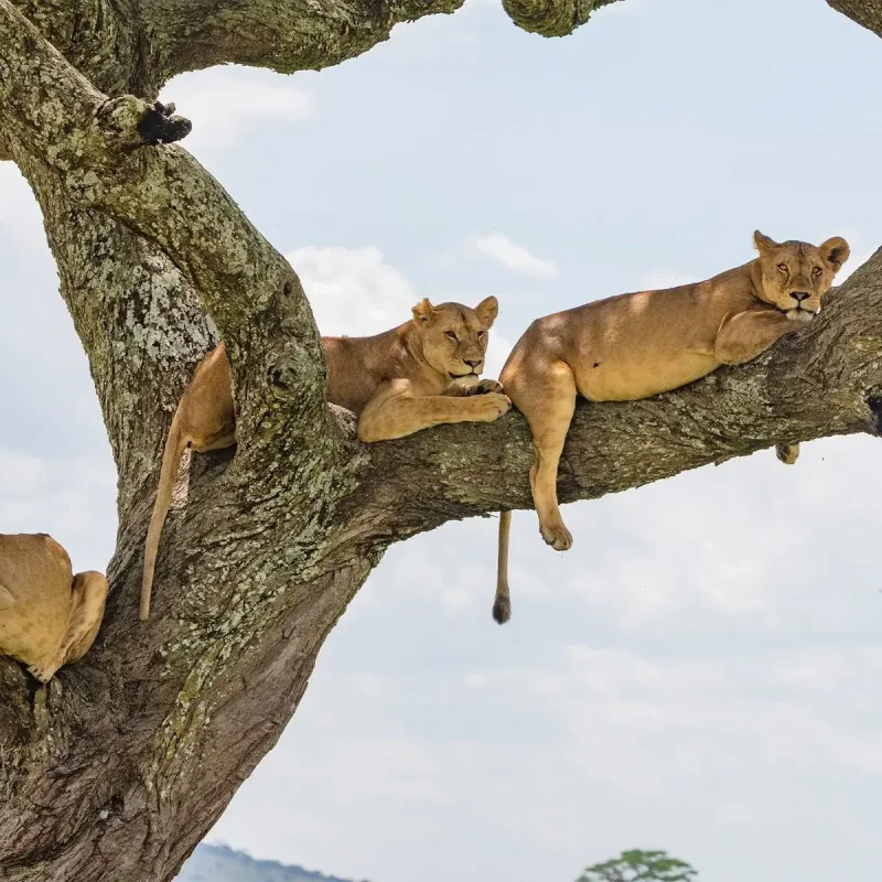 lion in manyara national park