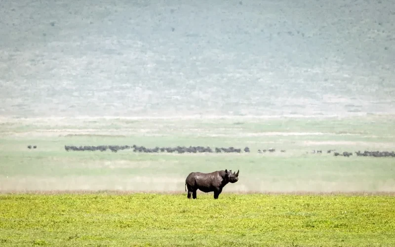 ngorongoro black rhino